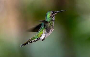 hummingbird in flight