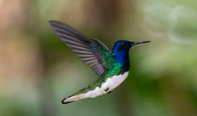 Obraz premium hummingbird in flight