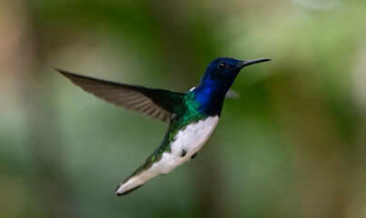 hummingbird in flight