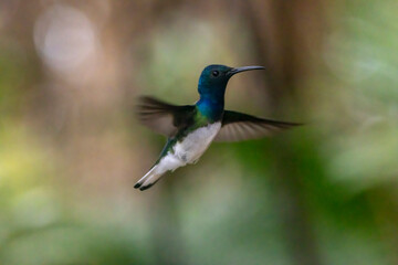 hummingbird in flight