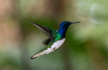 Fototapeta premium hummingbird in flight