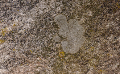 Lichen Covering Stone