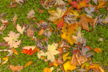 Fallen Leaves In Autumn