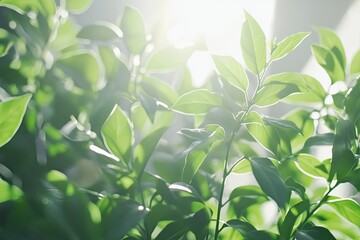 Obraz premium Sunlit spring foliage with vibrant green leaves in sharp focus against softly blurred background, symbolizing renewal and sustainability for social media content and print advertisements.