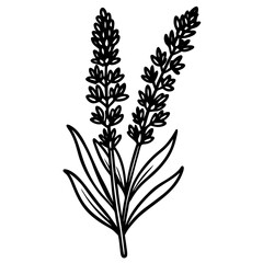 Obraz premium Lavender flowers.