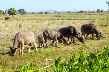 Herd of four cows grazing in a field