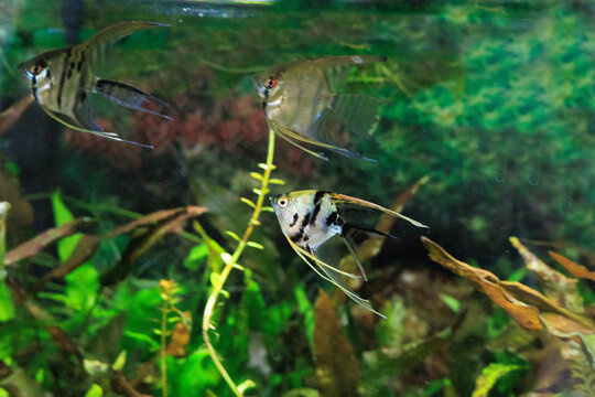 A school of Angel fishes with black-n-white stripes in densely planted tropical aquarium

