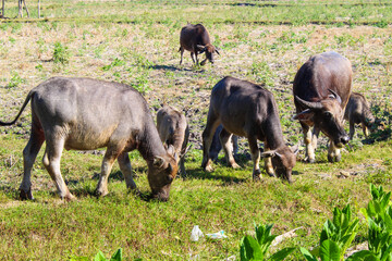 Herd of cows are grazing in a field