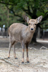 Wild deer roaming in Nara Deer Park, Japan