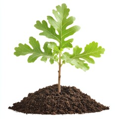 Young green oak tree sprouting from dark brown soil. A symbol of growth, potential, and environmental importance.