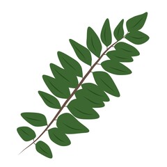 leaf illustration