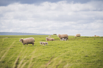 sheep in the field