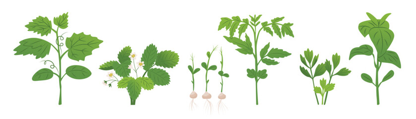 Shoots of different garden plants. Seedlings for the vegetable garden. Farm plantings. Vector illustration isolated on a transparent background.