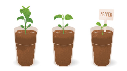 Pepper shoots in cups with soil and a sign. Seedlings for the garden. Farm plantings. Home gardening. Growing vegetables and garden plants. Vector illustration isolated on a transparent background.