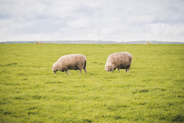 sheep in the field