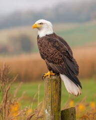 Fototapeta premium Bald eagle perched on a post scenic nature landscape serene environment wildlife