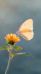 Obraz premium Butterfly feeding on yellow flower in nature close-up serene environment macro view