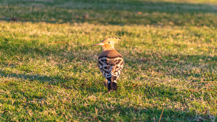 Eurasian hoopoe or Common hoopoe (Upupa epops) bird close-up on natural green grass background © Dmitrii Potashkin