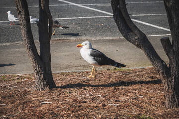 seagull on the pier