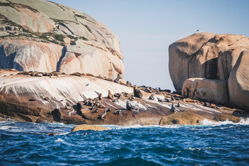 Skull rock with seal, Victoria, Australia