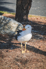 seagull on a rock