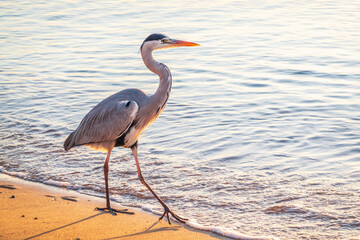 A heron hunting in the sea. Grey heron on the hunt