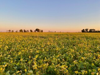 field of soybeans in southern illinois