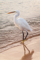 Great egret (Ardea alba), a medium-sized white heron fishing on the sea beach