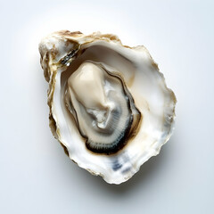 Naklejka premium Fresh oyster on white background, seafood cuisine