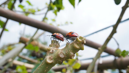 a pair of beetles on a tree stump