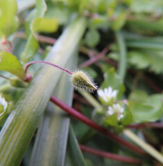 日本で早春にハコベが白い花を咲かせています