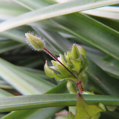 日本で早春にハコベが白い花を咲かせています