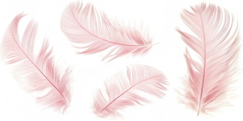 Set of delicate pink feathers on transparent background, soft and gentle theme