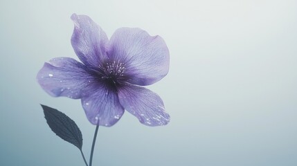 Obraz premium Serene Lavender Bloom, A Delicate Floral Still Life