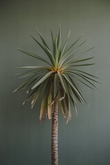 Obraz premium A tall, spiky green plant with a slender trunk, set against a muted green wall, showcasing its unique tropical aesthetic