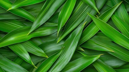 Obraz premium Green Tropical Leaves Overlapping Each Other Creating Natural Pattern