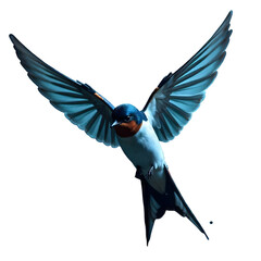Barn Swallow in Flight, Wings Spread Wide 