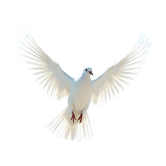 Fototapeta premium a white dove spreading its wings in mid-flight against a clear background. It is a symbol of hope, peace and new beginnings 