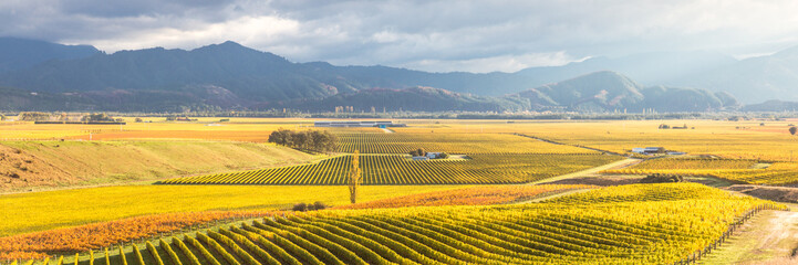 Valley with vineyards in autumn, panoramic view, Marlborough, New Zealand