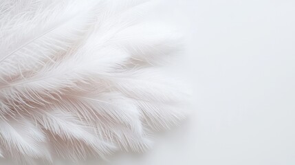 Fototapeta premium Soft white feathers on white background, minimalist design, for website header or card