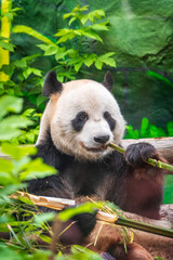 The Giant Panda Bear sits while eating a bamboo stalk