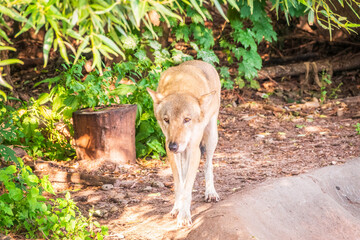 Gray wolf in forest on the green grass. The wolf, Canis lupus