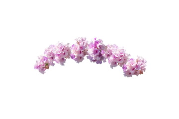 Purple flower isolated