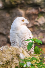 A snowy owl sits on a rock cliff.