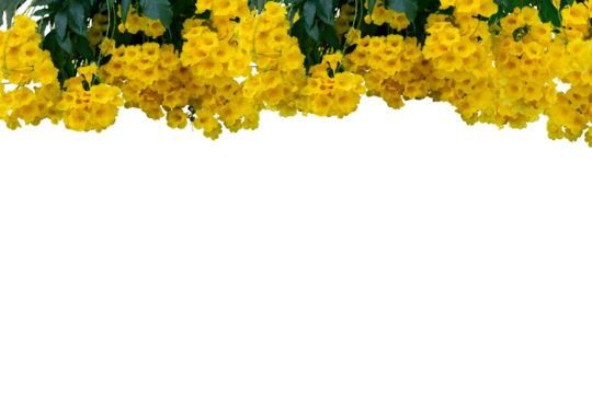 Yellow flower hanging frame isolated