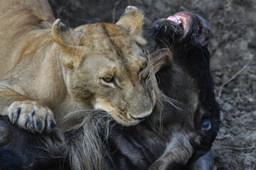lion cub and lioness