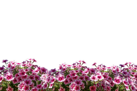 Pink flower frame isolated - Powered by Adobe