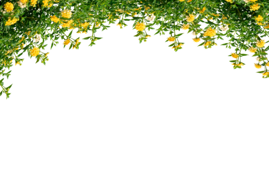 Yellow flower frame isolated