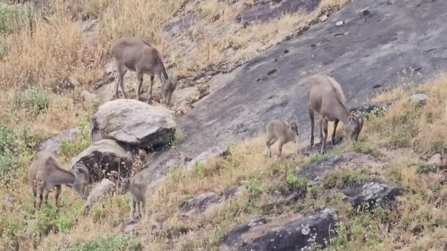 Group of Nilgiri Tahr (Nilgiritragus hylocrius) in Eravikulam National park in Munnar, Idukki, Kerala, India.