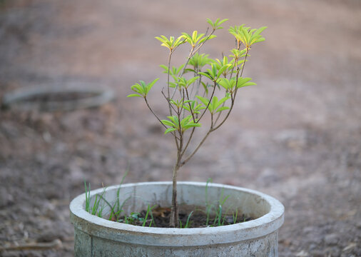Newly planted sapodilla trees in a cement ring in the garden.